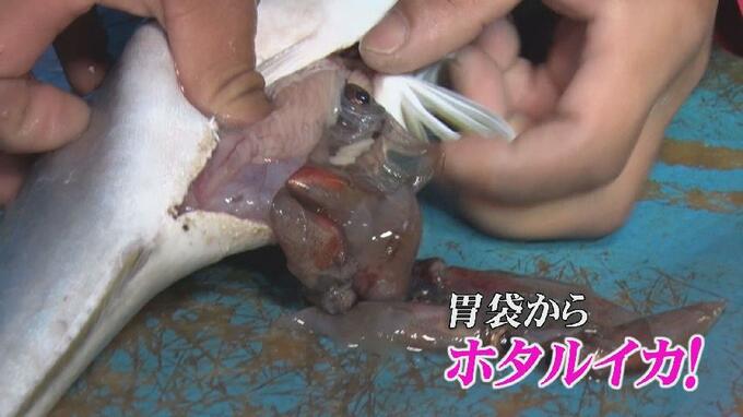 季節外れの “フクラギ大漁”…腹から大量のホタルイカ!漁師「たくさん獲れてもうれしくない」4月は過去10年で最高に 富山|TBS NEWS DIG