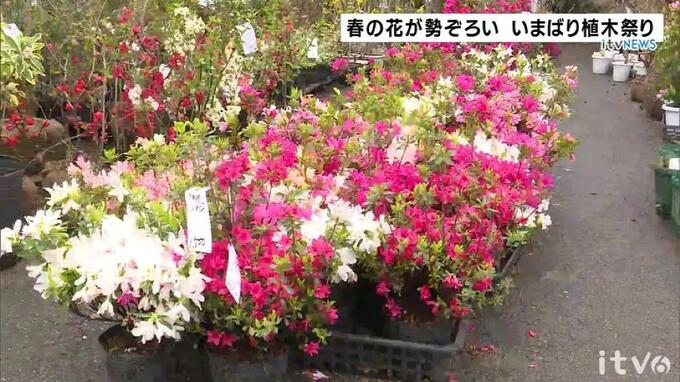 春の花が勢ぞろい！いまばり植木祭り開催　|　愛媛のニュース - Nスタえひめ｜あいテレビは6チャンネル