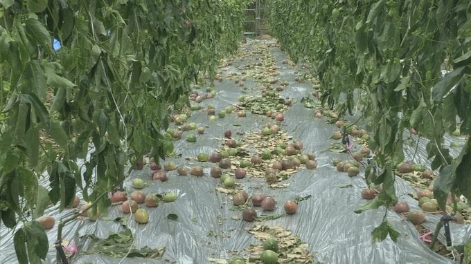 台風6号被害サトウキビ、パッションフルーツなど1億7000万円に　奄美群島や熊毛地区など　鹿児島　|　鹿児島のニュース｜MBC NEWS｜南日本放送