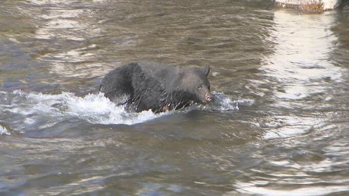 クマの餌　ブナの実は2026年秋“豊作”予想　大量出没のリスク低下も「2027年は子連れグマ増加」の可能性　岩手|TBS NEWS DIG