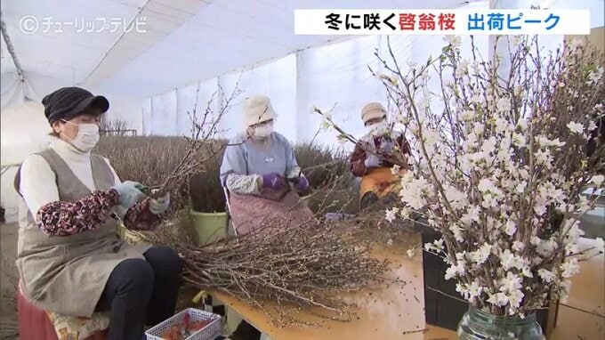 真冬にサクラ咲く！雪景色とコラボ『啓翁桜』の出荷ピーク　|　富山のニュース｜天気・防災｜チューリップテレビ