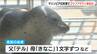 6年ぶりに生まれたゴマフアザラシ　名前は『ルナ』に　マリンピア日本海　|　新潟のニュース・天気｜BSN NEWS｜BSN新潟放送