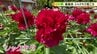 「マチトピ」愛媛県新居浜市でシャクヤク見ごろ　|　愛媛のニュース - Nスタえひめ｜あいテレビは6チャンネル