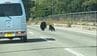【動画あり】2頭のクマが右往左往…あづま総合運動公園にクマ出没　再び臨時閉園　福島　|　福島のニュース│TUF