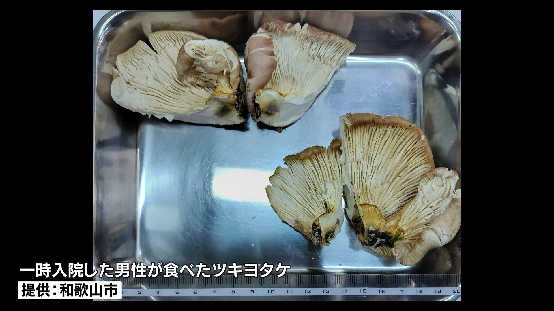 採取したキノコを撮影してAI判定 AIは“食べられる”と回答も… 実際は