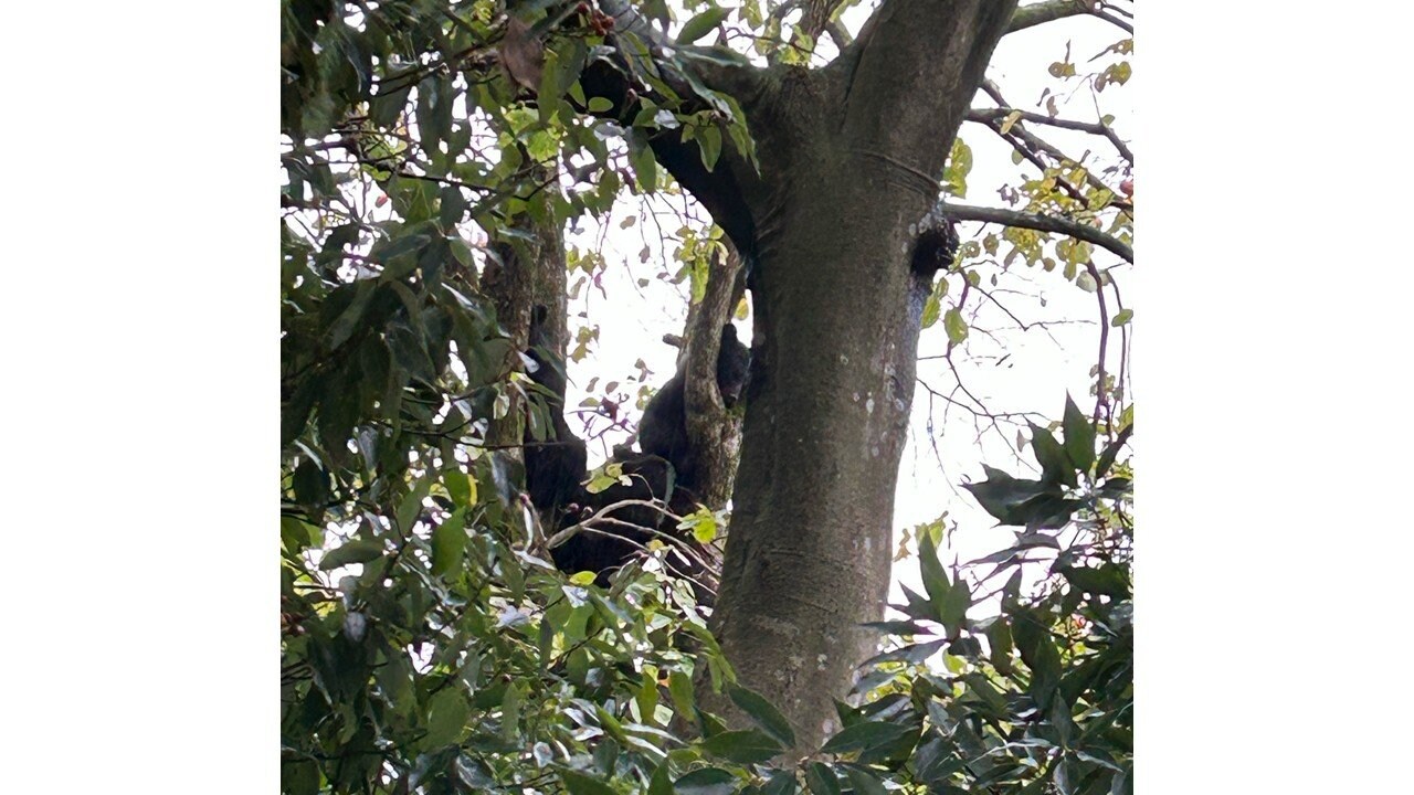 画像】柿の木に上る3頭のクマは親子か地面に下りたところを 