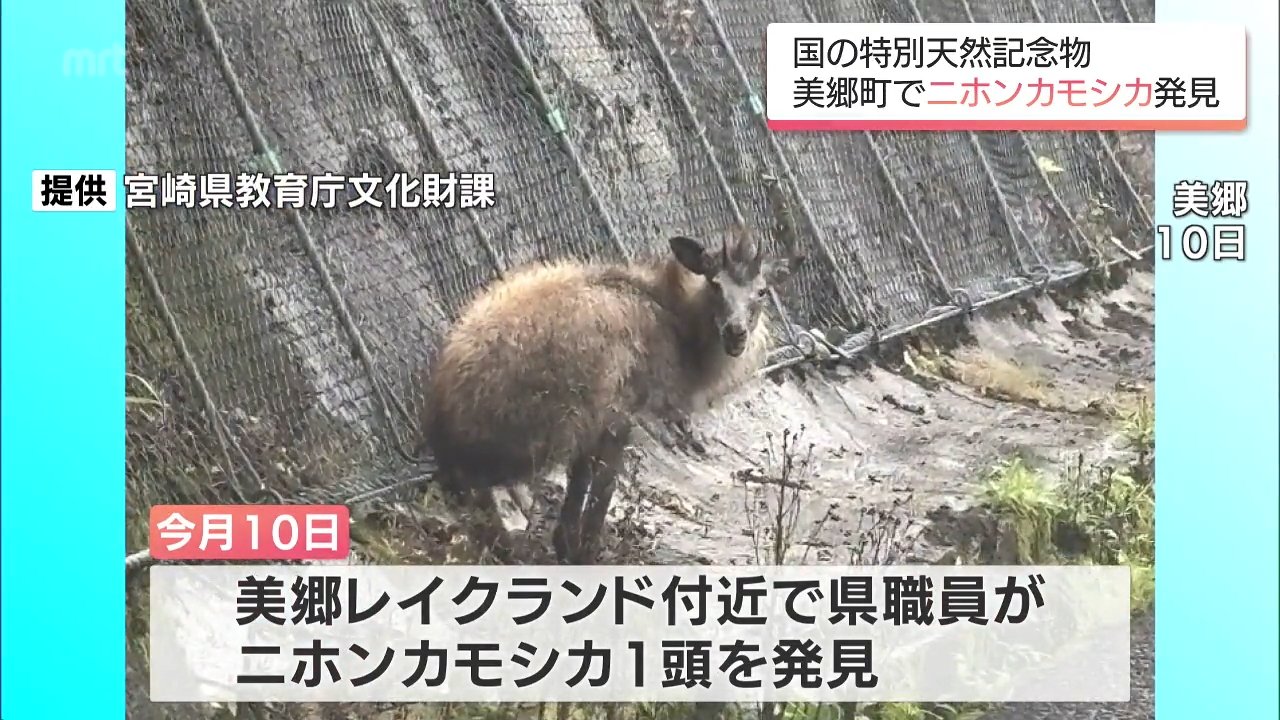 国の特別天然記念物「二ホンカモシカ」美郷町で発見 保護後に死ぬ