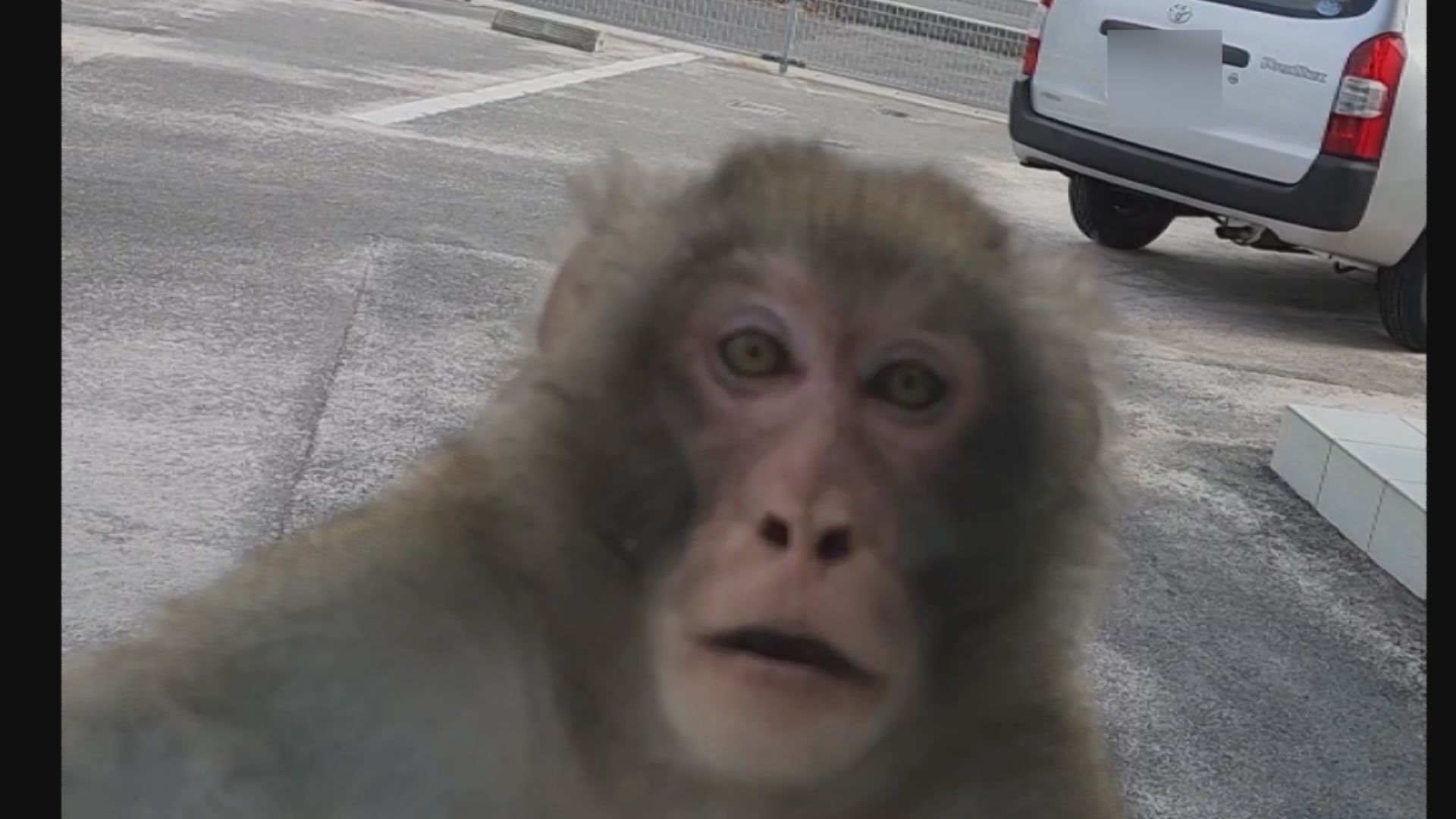 窓に「ドン！」野生サルが車に体当たりしてきた 窓にへばり付く姿が