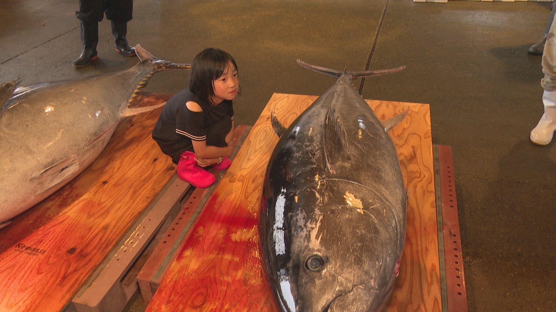 重さ0キロに 30年間で記憶にない 北陸に現れた巨大マグロ 競りでついた値段は Tbs News Dig