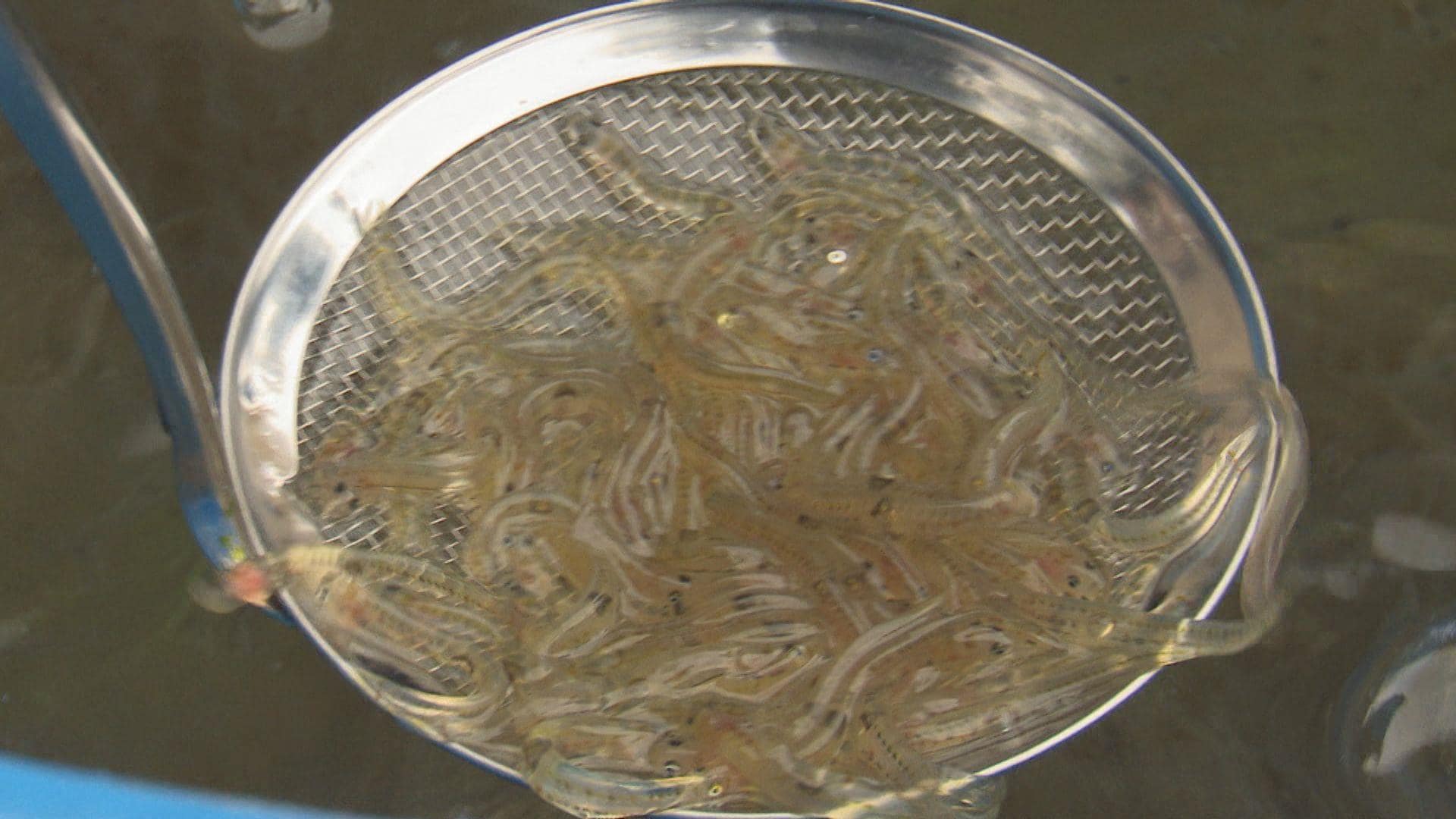 シロウオ堪能!踊り食いも!特産の料理をPR 愛媛・宇和島市津島町 | 愛媛のニュース - Nスタえひめ|あいテレビは6チャンネル