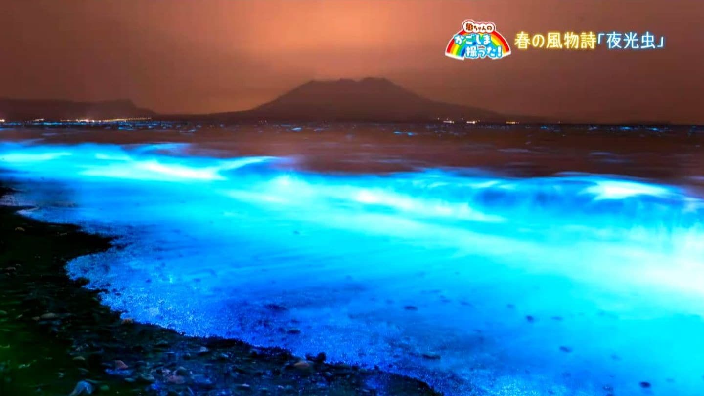 神秘的な春の風物詩「夜光虫」垂水市【亀ちゃんのかごしま撮った