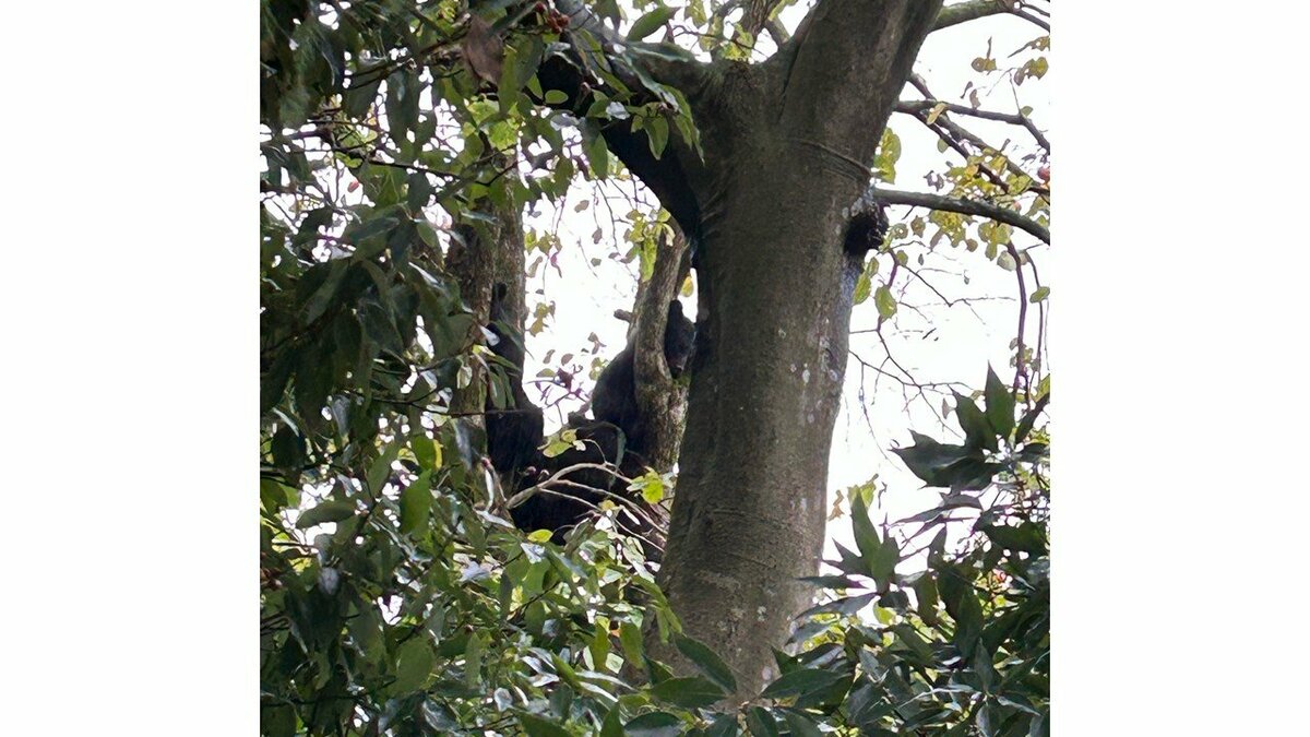 画像】柿の木に上る3頭のクマは親子か地面に下りたところを 