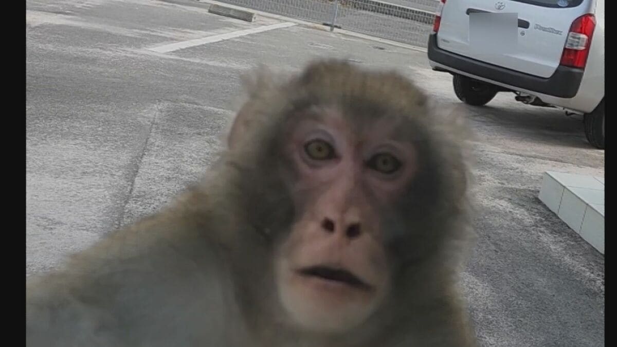 窓に「ドン！」野生サルが車に体当たりしてきた 窓にへばり付く姿が