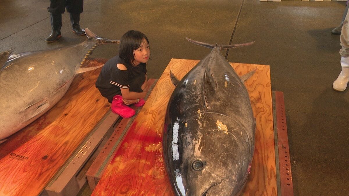重さ200キロに「30年間で記憶にない」北陸に現れた巨大マグロ 競りで