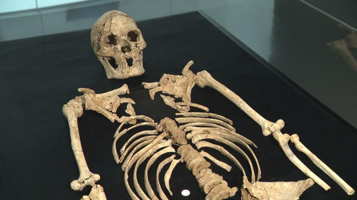腕の骨が長く、肩回りが頑丈」 国内最古級の埋葬人骨初公開 沖縄の旧