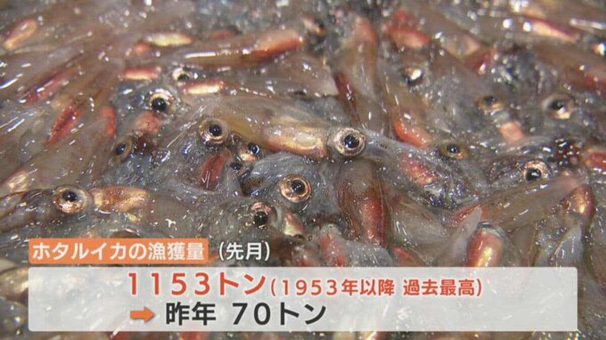 ホタルイカ 爆 湧き