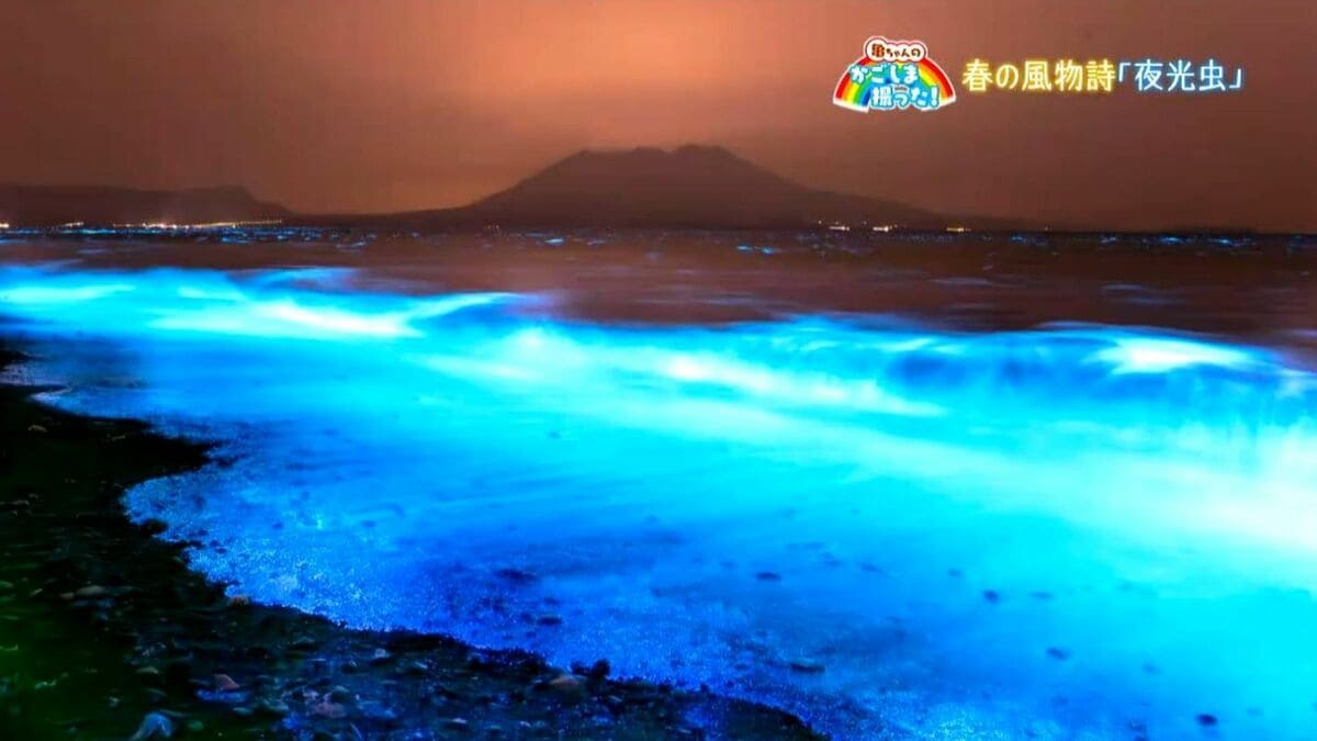 神秘的な春の風物詩「夜光虫」垂水市【亀ちゃんのかごしま撮った