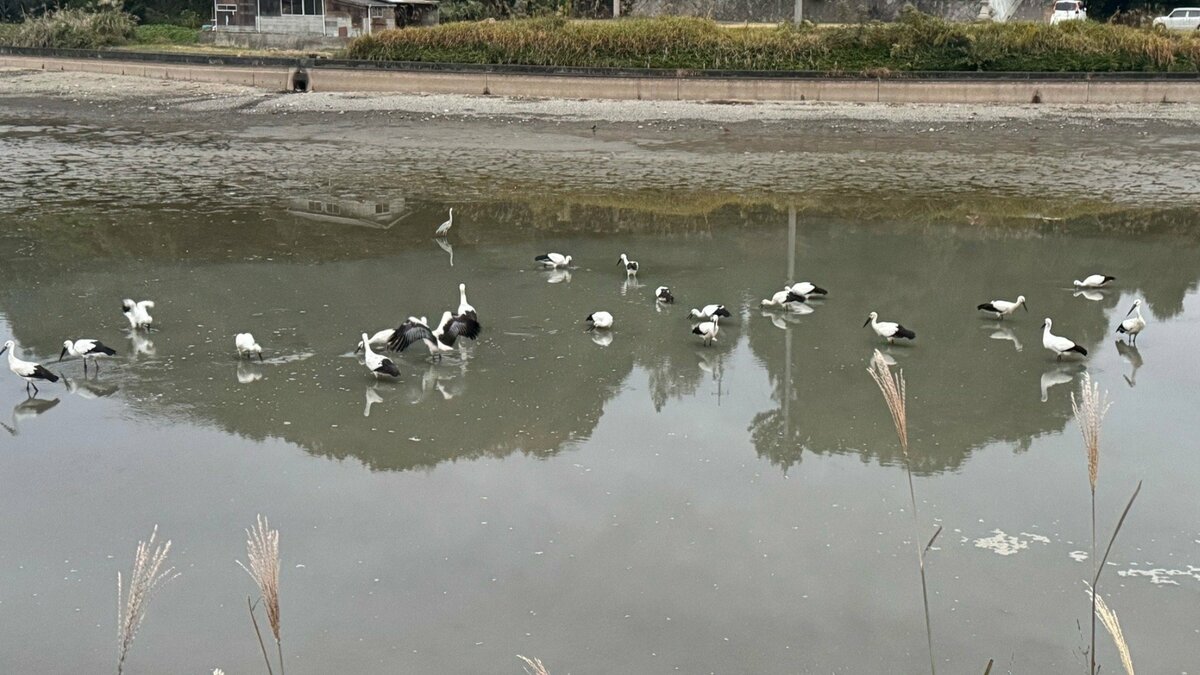 幸せを運ぶ「コウノトリ」国の特別天然記念物　岡山市で20羽を超える群れが‼　なぜ岡山にやってきた？