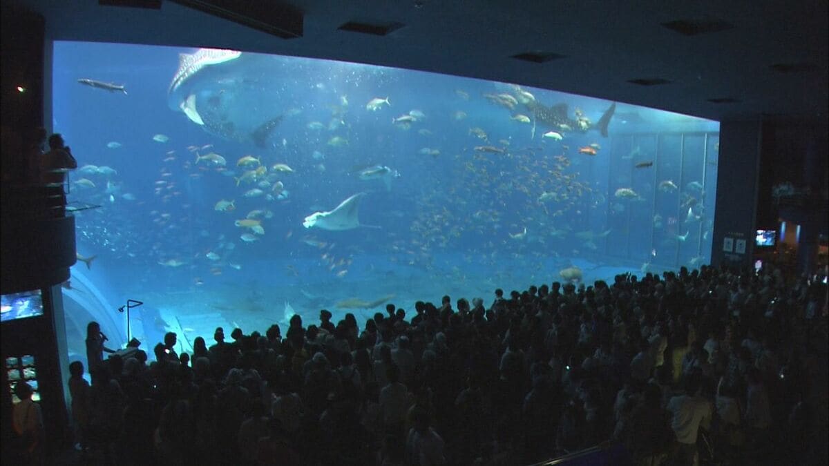 【GW渋滞】美ら海水族館・ジャングリア周辺が渋滞か？ 沖縄北部が混む時間帯、う回路は？