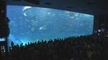 【GW渋滞】美ら海水族館・ジャングリア周辺が渋滞か? 沖縄北部が混む時間帯、う回路は?|TBS NEWS DIG