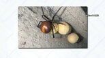 都内でも発見… 猛毒“セアカゴケグモ”   遭遇したときの対処法は【THE TIME,】|TBS NEWS DIG