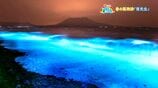 神秘的な春の風物詩「夜光虫」垂水市【亀ちゃんのかごしま撮った！】|TBS NEWS DIG