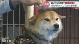 柴犬20匹超の71歳飼い主「免許取得したことないのに無免許運転」で執行猶予付き有罪判決　|　富山のニュース｜天気・防災｜チューリップテレビ