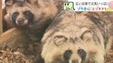 10倍以上の広さの”マイホーム”へお引越し エゾタヌキ2匹がゾウの飼育スペースで行動展示 「いままでと違う動きに注目を」 北海道・おびひろ動物園|TBS NEWS DIG