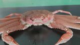 北海道で大量発生中のオオズワイガニ 加能ガニとはどう違う？　|　石川県のニュース｜MRO北陸放送