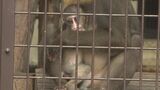 宮崎市フェニックス自然動物園　マンドリルの赤ちゃん愛称は「ヒナタ」に決定　|　MRTニュース ｜ ＭＲＴ宮崎放送
