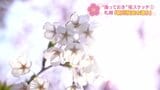 【撮っておきの桜】北海道に遅い春を告げる”桜の情景”をHBCカメラマンがスケッチ 第1回「新川桜並木通り」|TBS NEWS DIG