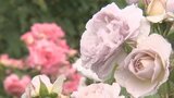 雨の日だから楽しめる 今が見ごろのバラは雨で香りが強くなる 甲州市勝沼町の観光庭園 | 山梨のニュース | UTYテレビ山梨