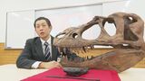 およそ7400万年前の地層から左右がくっついた状態で… 国内初 ティラノサウルス科の下顎の化石が発見　|　石川県のニュース｜MRO北陸放送