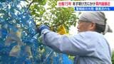 台風15号 新潟に接近 11日夜から激しい雨に 「なんとか被害防ぎたい」 加茂市では果樹園に暴風ネット設置 |TBS NEWS DIG