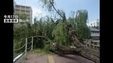 烏城みちで倒木のおそれがある木を伐採 ← 今月17日付近で街路樹の倒木を受けて【岡山】 | 岡山・香川のニュース | 天気 | RSK山陽放送