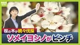 桜の代名詞「ソメイヨシノ」が減少へ？戦後に大量植樹→近年「高齢化」で伐採相次ぐ　温暖化による衰弱・開花異常も　日本の“春の景色”どうなる？【MBS米澤飛鳥解説委員】|TBS NEWS DIG
