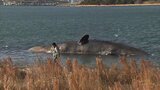 【速報】死んだ“迷いクジラ”体内のガス抜き「紀伊水道沖まで運び沈める」ことを正式決定『18日朝から船に積み込み撤去開始』大阪市|TBS NEWS DIG