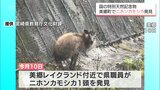 国の特別天然記念物「二ホンカモシカ」美郷町で発見 保護後に死ぬ|TBS NEWS DIG
