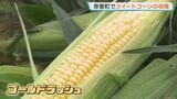 特産スイートコーン「ゴールドラッシュ」の収穫が本格化　昼夜の寒暖差で強い甘みに　9月上旬まで出荷　北海道芽室町|TBS NEWS DIG