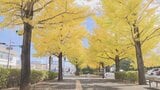 「今が一番の見頃」 芸術の森公園 並木道のイチョウ 11月末まで見ごろ 甲府市 | 山梨のニュース | UTYテレビ山梨