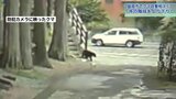 国道4号そばの寺にクマ 岩手・盛岡市 階段を降りて引き返す|TBS NEWS DIG