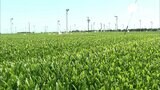 今もなお残る戦争の記憶②「神風」訓練地に残された壁(静岡県牧之原市)【戦後79年】 | 静岡のニュース | SBSNEWS | 静岡放送