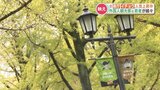 SNSで海外からも注目!熊本県庁の “映えスポット” イチョウ並木が今年も見頃 | 熊本のニュース|RKK NEWS|RKK熊本放送