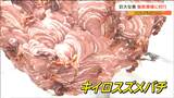 「びっくりするくらい大きくなる巣が出ている」スズメバチハンターが直径40センチ巨大ハチの巣を駆除 巣を作らせないために大事なことは何|TBS NEWS DIG