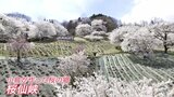 長野・池田町 “小鳥が作った桜の郷” 桜仙峡 里山を春色に染める「桜のパッチワーク」に|TBS NEWS DIG