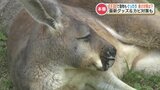 暑い!熊本県内9地点で真夏日 “動物もぐったり” で暑さ対策 熱中症に注意を | 熊本のニュース|RKK NEWS|RKK熊本放送