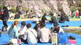 「久しぶりにお花見ができて楽しい」榴岡公園の桜まつり　4年ぶりに開催　仙台　|　宮城のニュース│tbc NEWS│tbc東北放送