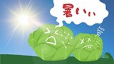 暑さが野菜の品質に影響“脱水症状”で葉が焼ける?農家が苦慮 | 福岡のニュース|RKB NEWS|RKB毎日放送
