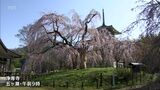 樹齢およそ300年 五ケ瀬町・浄専寺のしだれ桜が見ごろ | MRTニュース | MRT宮崎放送