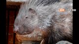 「さようなら、甘えん坊のハッシュ」岡山・池田動物園生まれのヤマアラシ 海を渡って徳島の動物園へ|TBS NEWS DIG